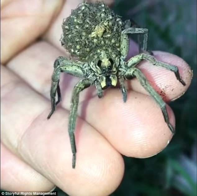 Self-confessed 'bug nerd' Lisa Van Kula Donovan was lucky enough to get up close and personal with a mother wolf spider and her babies (pictured)