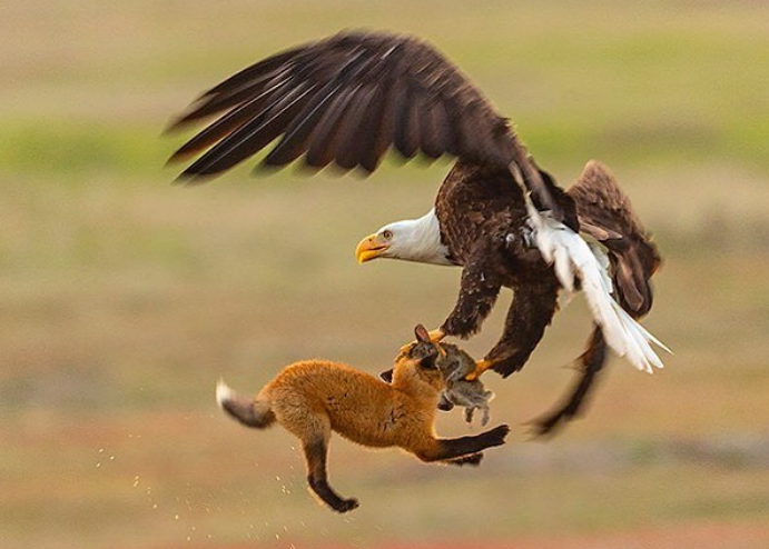Μοναδική φωτογραφία στην άγρια φύση δείχνει έναν αετό και μια αλεπού να παλεύουν στον αέρα για τροφή