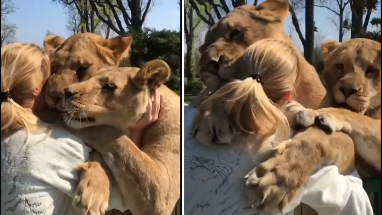 Γυναίκα συναντά τις λέαινες που υιοθέτησε μετά από 7 χρόνια και τα ζώα δείχνουν πως δεν έπαψαν ποτέ να την αγαπούν