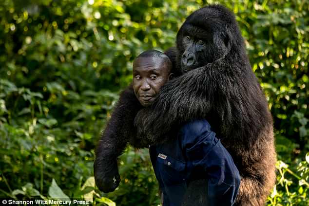 Andre then gives her a piggyback around theÂ Virunga National Park in the Democratic Republic of the Congo
