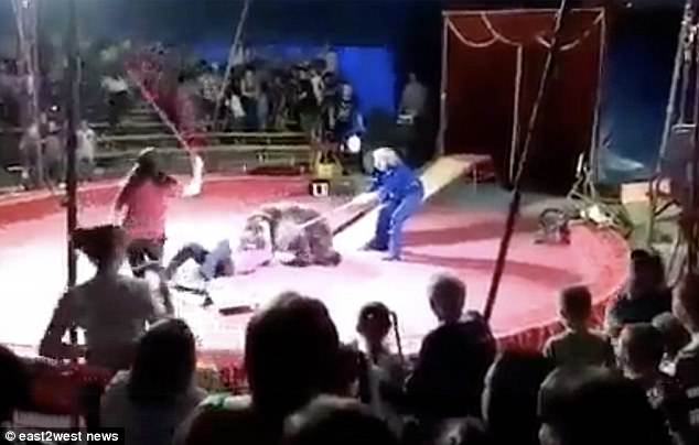 A male member of the travelling circus troupe then repeatedly struck the animal with a stick, but this only enraged the animal more