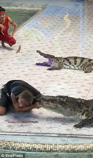 As he reached inside the crocodile's jaws while another keeper looks on, Tao looked at the audience and told the announcer to stop the music