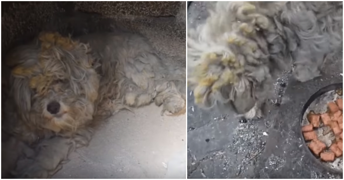 Απίστευτο: Διασώστες βρήκαν ζωντανό σκύλο σε φούρνο καμένου σπιτιού στο Μάτι