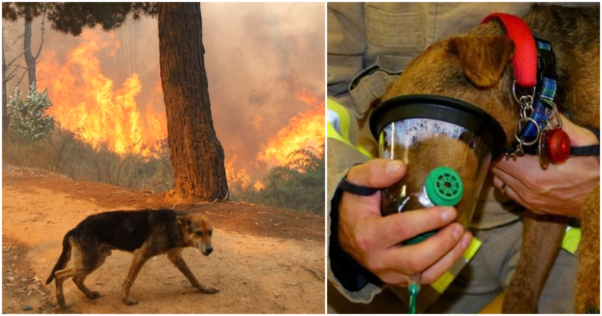 Πανελλαδική έκκληση: Μην εγκαταλείπετε τα ζώα στις φλόγες – Βοηθήστε τα