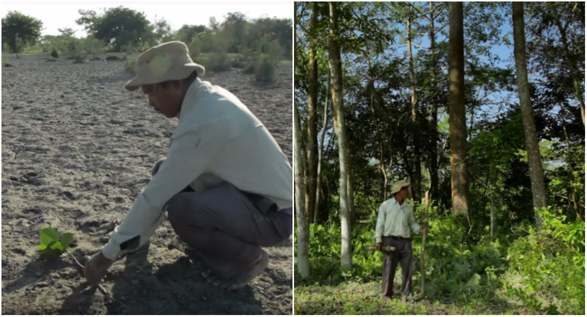 Άντρας φύτεψε μόνος του δάσος 5500 στρεμμάτων επί 40 χρόνια για να σώσει το νησί του
