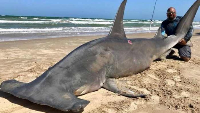Άντρας έπιασε σφυροκέφαλο καρχαρία τεσσάρων μέτρων μόνο με το καλάμι του