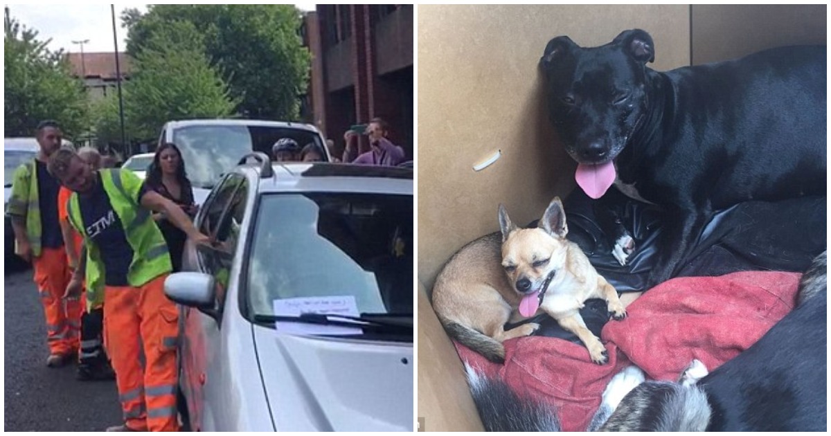 Άντρας έσπασε το παράθυρο αυτοκινήτου και έσωσε τρια σκυλιά που έκλεισε ο ιδιοκτήτης τους μέσα την πιο ζεστή μέρα του χρόνου