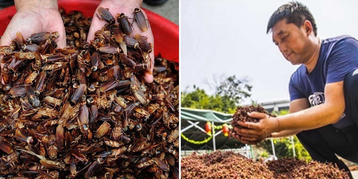 Άντρας ταΐζει εκατοντάδες κατσαρίδες μέσα στο καθιστικό του για να του τρώνε τα απόβλητα της κουζίνας