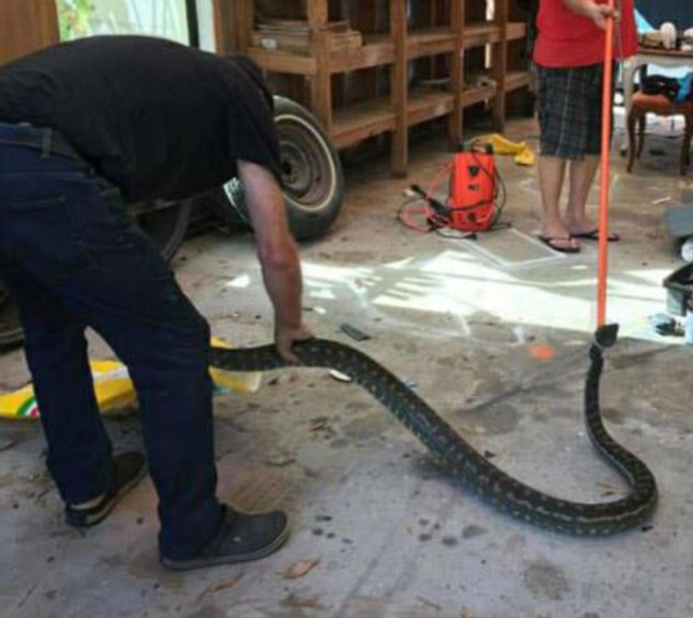 Reddit users commented on the python and said they would rather keep mosquitoes out of their homes, in true Australian style