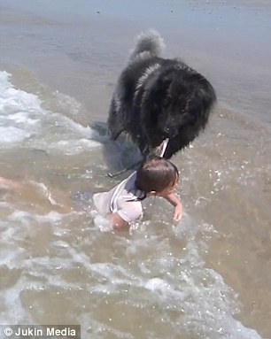 Matyas was swimming in the ocean near Gouville-sur-Mer, France, with his ownerÂ¿s granddaughter when a small ripple crashed over her