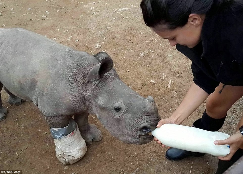 In recovery: Arthur the baby rhino is seen being treated by staff at the Care for Wild rhino orphanage in South Africa