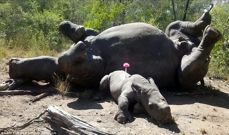 Heartbreaking: Arthur the baby white rhino was found next to his mother's remains in South Africa's Kruger National Park after poachers killer her for her horns and left Arthur for dead