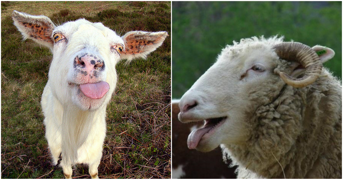 Πρόβατα έφαγαν 200 κιλά χασίς και έγιναν «ντάγκλα» στην Καλαμάτα