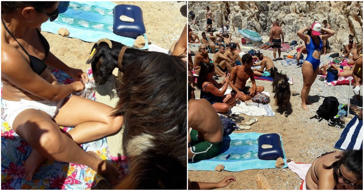 Κρήτη: Κατσίκα βγήκε να φάει το μεσημεριανό της από τους λουόμενους σε παραλία
