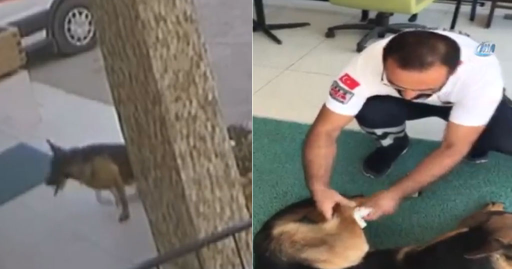 Τραυματισμένος σκύλος πήγε μόνος του σε νοσοκομείο, τον φρόντισαν και έφυγε ξανά