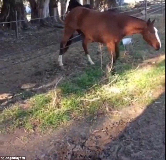 This is not the first time a horse has cleverly escaped from its enclosure. In March a horse, was recorded by his owner Heidi Lawrence at stables in Apollo, Pennsylvania, US unlocking his stable door with his teethÂ 