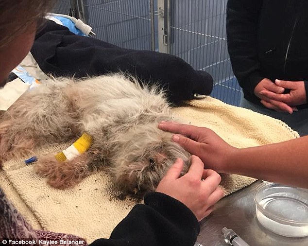 The dog perked up after a few hours but a dislocated disk in his neck saw him euthanizedÂ 