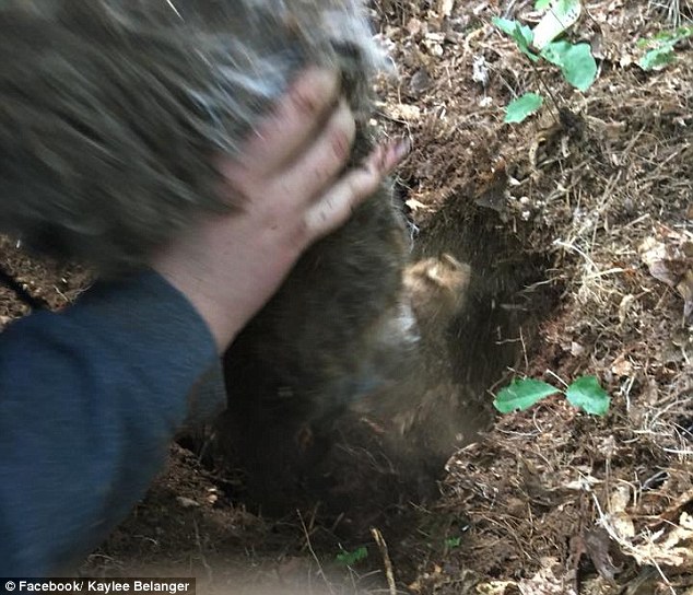 The dog was pulled out of a grave. Chico had been covered in dirt and a rock placed on top.