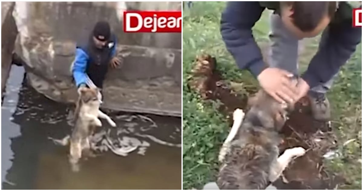 Ήρωας άντρας  βούτηξε στα παγωμένα νερά για να σώσει σκύλο που πνίγονταν και εκείνος τρελαίνεται από τη χαρά του