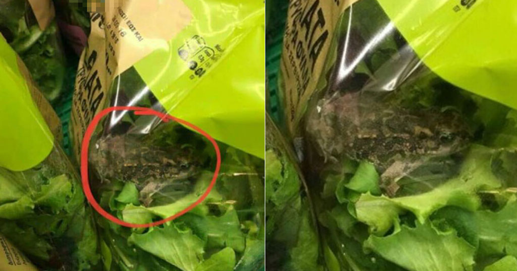 Βρέθηκε ζωντανός βάτραχος μέσα σε σαλάτα γνωστής ελληνικής αλυσίδας σούπερμαρκετ