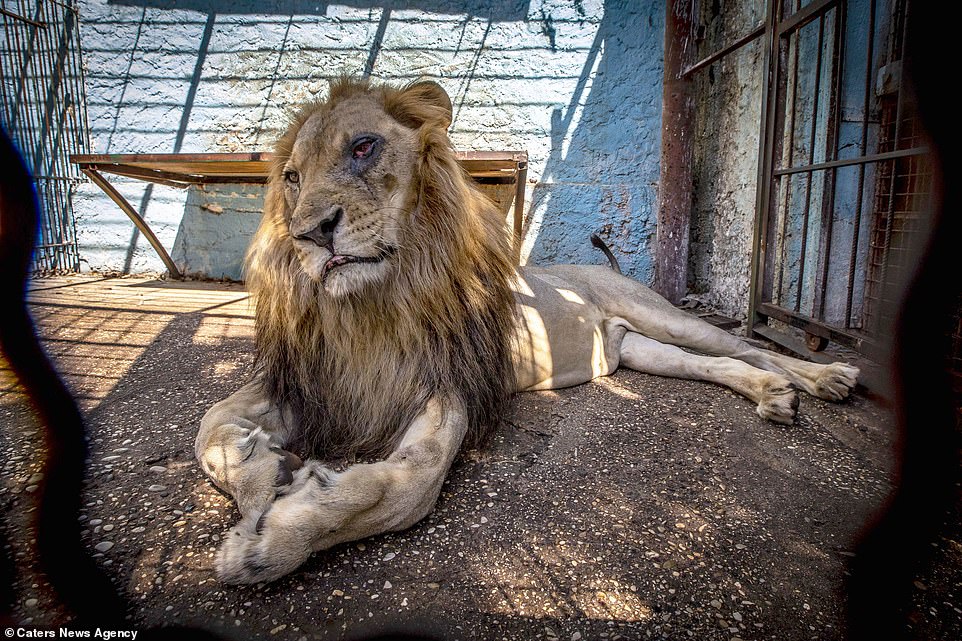 Λιοντάρι με μολυσμένο μάτι αργοπεθαίνει σε ζωολογικό κήπο στην Αλβανία