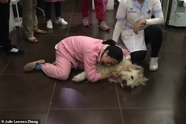 Heartbreaking: Leewen Zhang is seen clinging to the body of her dead service dog Julie, which died just months after they relocated from San Francisco back to her home town in China