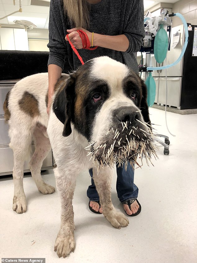 A dog named Ruckus was left with an excruciating mouth full of quills following an encounter with a porcupine