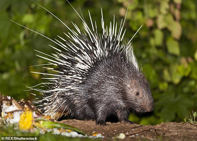 Ruckus had a painful run in with a porcupine (pictured)