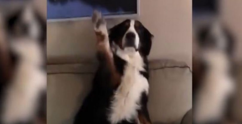 Η τρομερή αντίδραση σκύλου που έκανε άνω κάτω το σπίτι – Το βίντεο που ξεπέρασε τις 11.000.000 προβολές