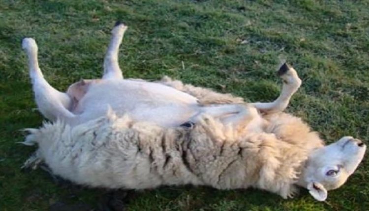 Πρόβατα μασούλησαν 200 κιλά χασίς και έγιναν ντάγκλα στην Καλαμάτα