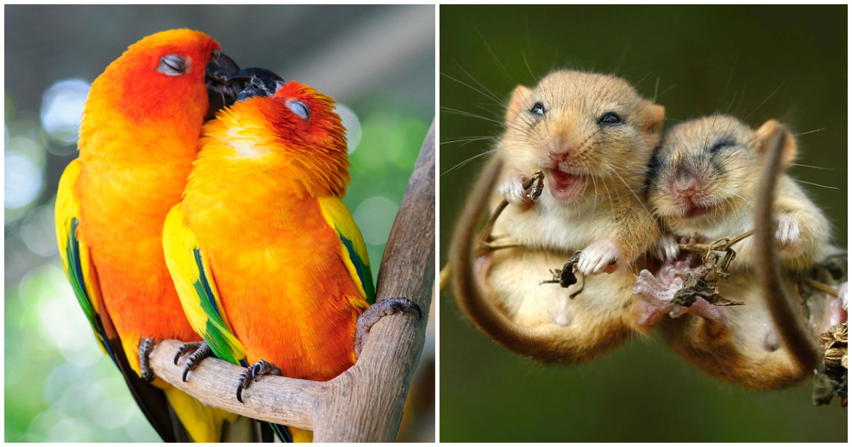 40 ζευγάρια ζώων αποδεικνύουν ότι υπάρχει αληθινή αγάπη στο ζωικό βασίλειο