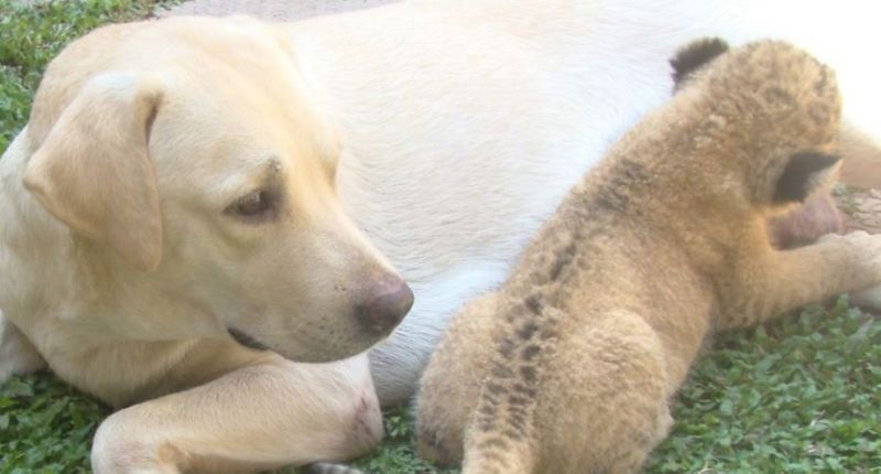 Λιονταράκι μεγαλώνει με μαμά μια σκυλίτσα επειδή η βιολογική του μητέρα το απέρριψε