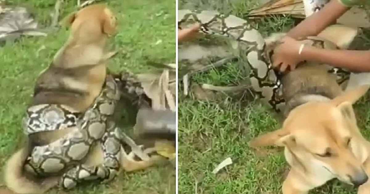 Παιδιά έσωσαν τον σκύλο τους από τεράστιο φίδι που τον τύλιξε και παραλίγο να τον σκοτώσει