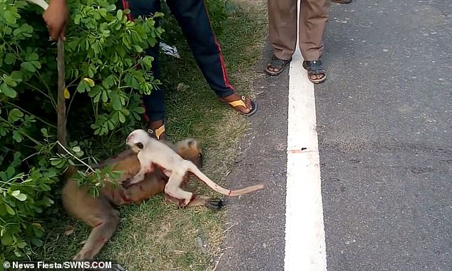 Heartbreaking: Video shows the baby monkey refusing to leave its dead mother's side