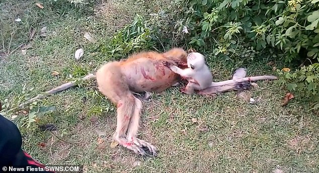 Tragic: Mother monkey was hit by a car in Uttar Pradesh, northern India, and her baby can be seen crying and screaming while covered in her blood