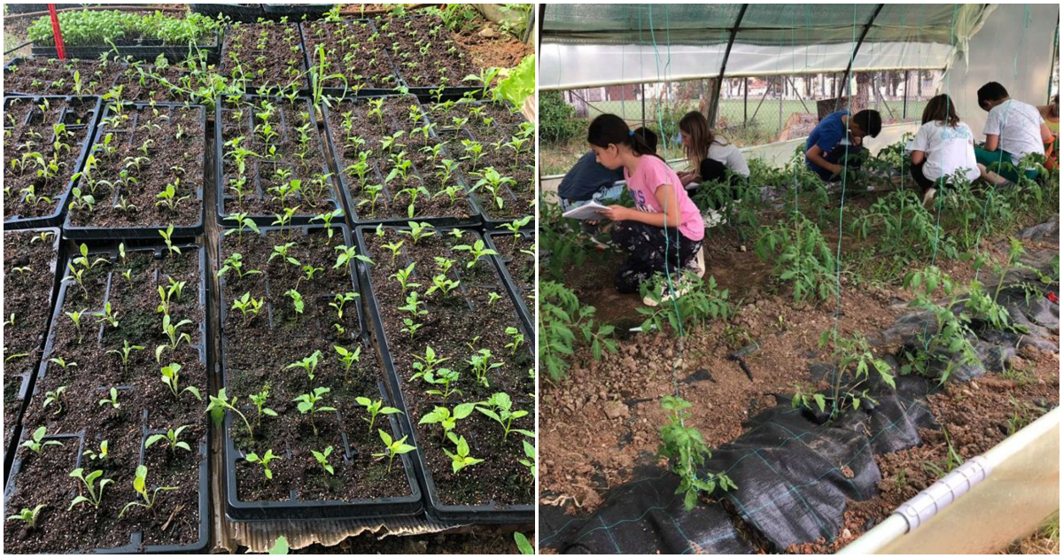 Έβαλαν 800 ευρώ φόρο και κλείνουν λαχανόκηπο που έφτιαξαν μαθητές Δημοτικού σχολείου στην Χαλκιδική