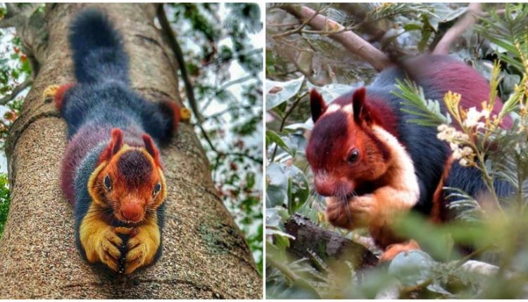 Οι σπάνιοι πολύχρωμοι σκίουροι Μαλαμπάρ που είναι σύμβολο αγάπης και ευτυχίας
