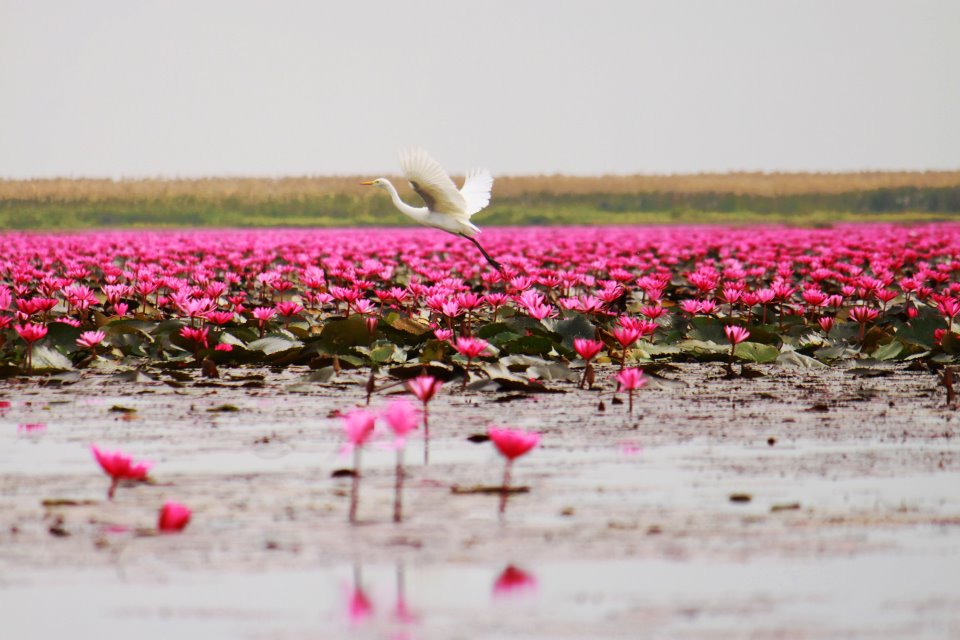 Λίμνη γεμάτη ροζ λωτούς: Ένα εντυπωσιακό υπερθέαμα της φύσης στην Ταϊλάνδη