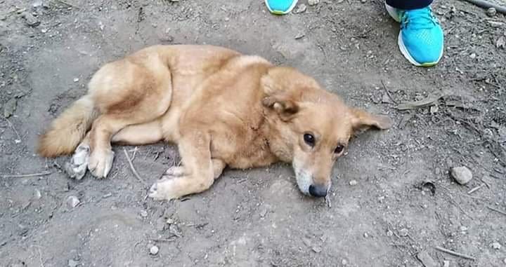 Φρίκη στον λόφο του Κολωνού: Άγνωστος άντρας βίασε αδέσποτη σκυλίτσα