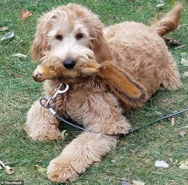 Cashman's family became concerned when Lola, aÂ Goldendoodle, made her way back home alone after the walk