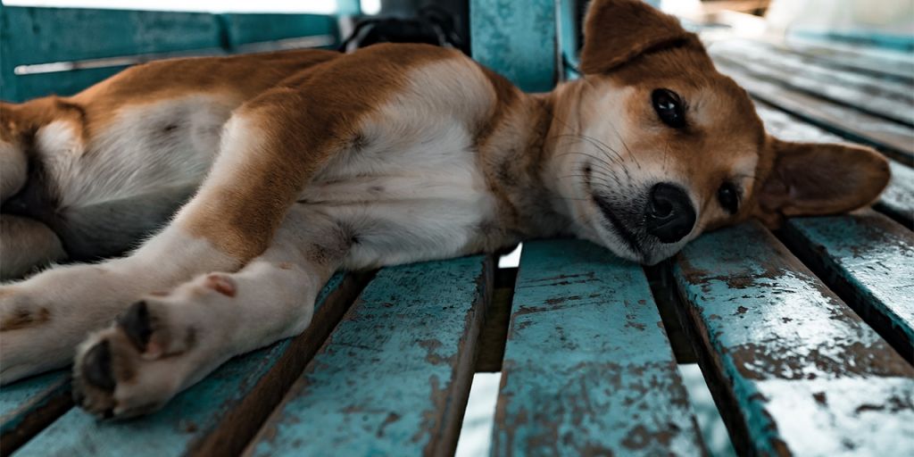 Άνθρωποι δηλητηρίασαν με φόλα σκυλάκι που είχε κουρνιάσει στη φάτνη του Βελεστίνου