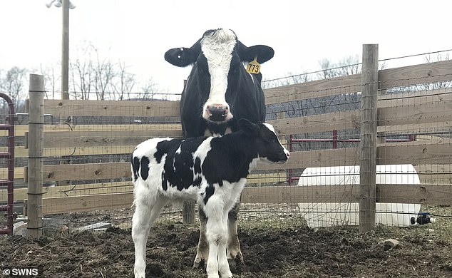 A vet discovered Brianna was pregnant only after the cow arrived at the animal rescue centre