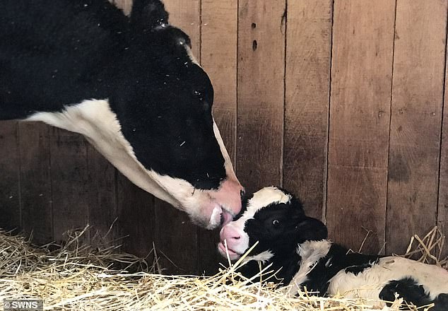 The cow gave birth to Winter two days after being rescued by Mike Stura and being brought to Skylands Animal Sanctuary in New Jersey