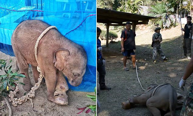 Κυνηγός έδεσε κι εγκατέλειψε μωρό ελέφαντα και  πέθανε από φρικτές πληγές