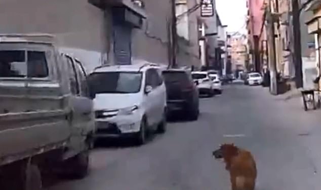 One of the rescuers, Jiang Xu, told video news site Pear that the dog kept looking back at the ambulance to see if it was following it. Then it started running and leading the way to its owner