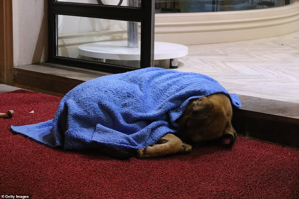 Covered up: The sleeping dog makes the most of the blanket as it tries to bury its head and legs under the material