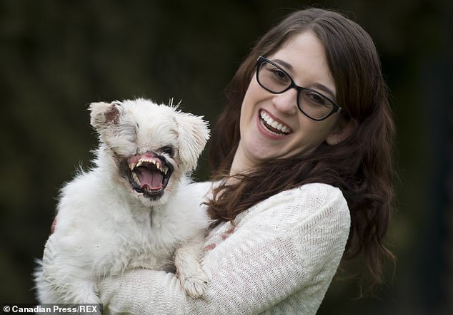 Mugsy, a Maltese-Japanese spitz dog with her new owner Sam Taylor at their home in Burnaby, British Columbia, Canada
