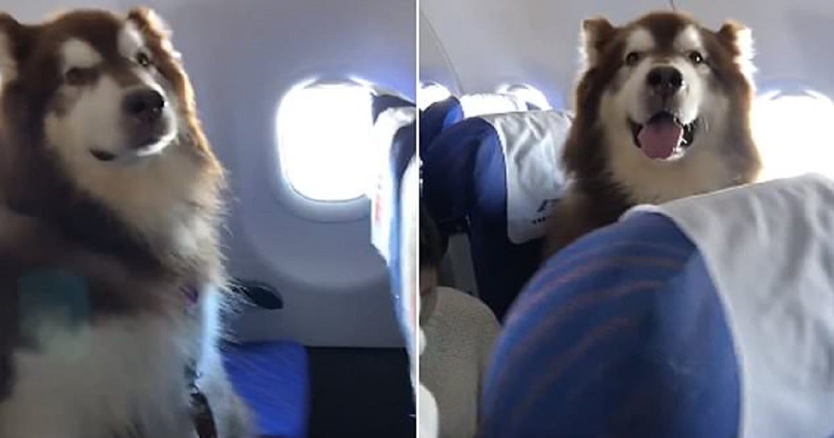 Σκυλάκος κάθεται ήσυχος σαν άνθρωπος σε αεροπλάνο για να συνοδέψει τον ανάπηρο ιδιοκτήτη του στην πτήση
