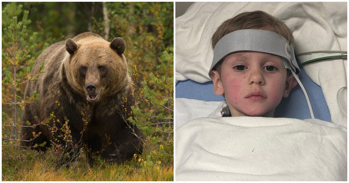 3χρονο αγόρι χάθηκε στο δάσος και πέρασε δύο μέρες με μια αρκούδα που το πρόσεχε μέχρι να το βρουν οι άνθρωποι