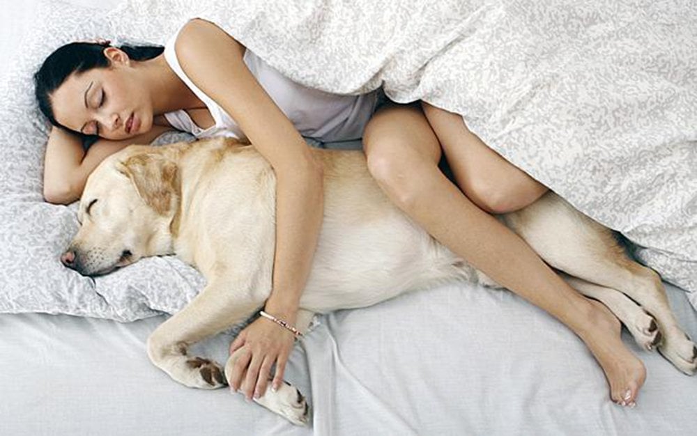 Кровать для собаки. Собака и девушка близость.